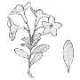 Rhododendron myrtifolium